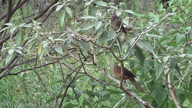 Brown Cuckoo-Dove - ML388145731