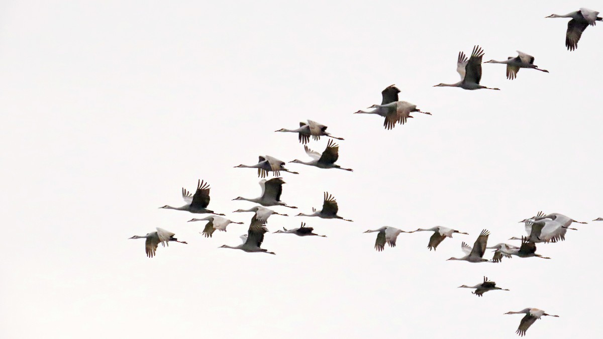 Sandhill Crane - Anonymous