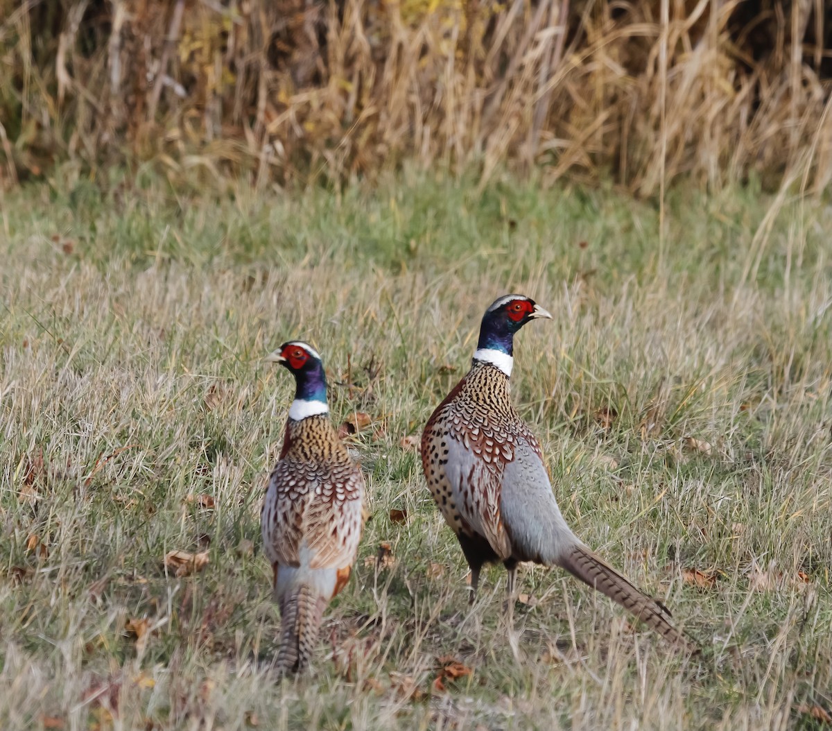 Ring-necked Pheasant - ML388146611