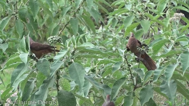 Brown Cuckoo-Dove - ML388146951