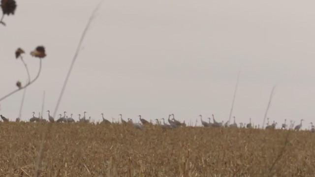 Sandhill Crane - ML388147111