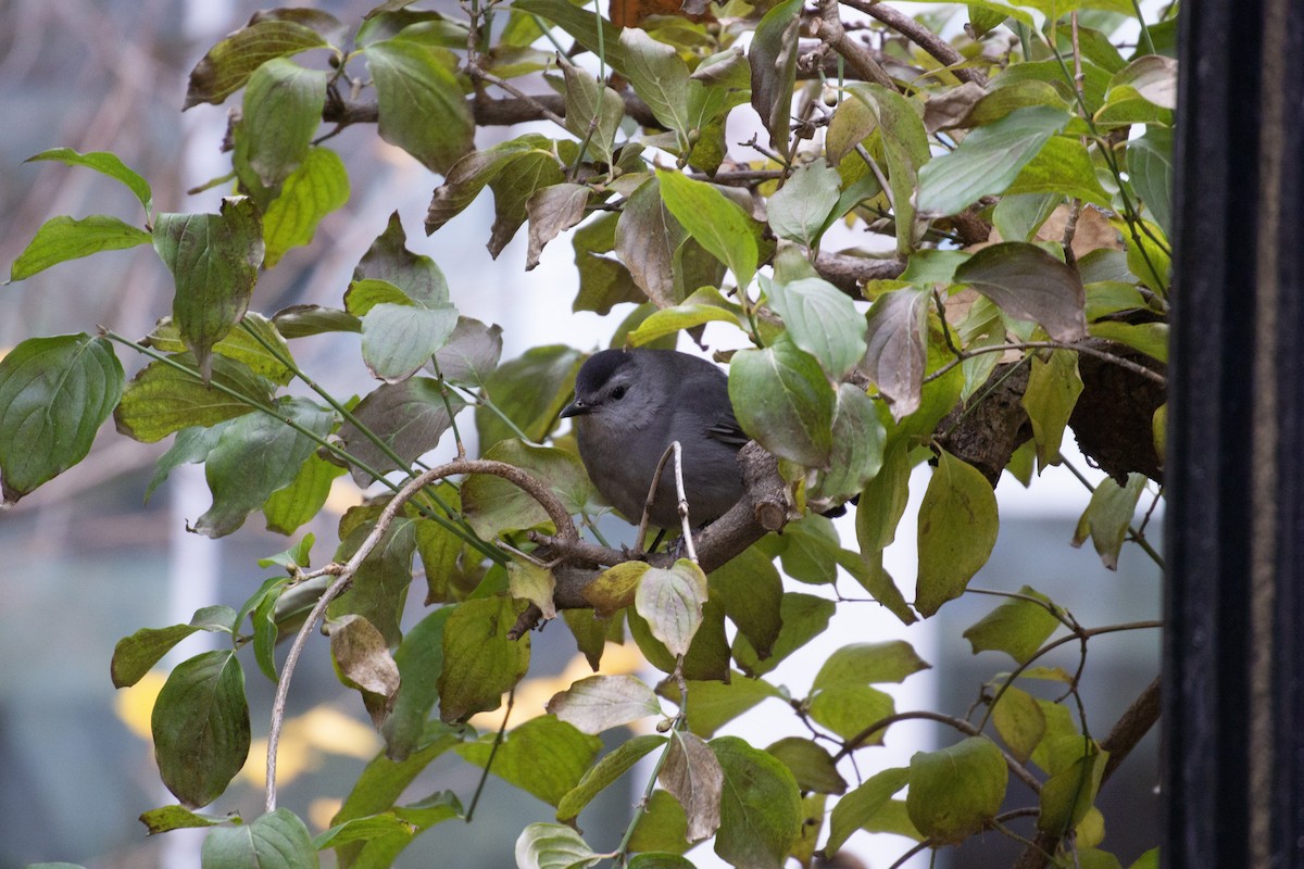 Gray Catbird - Anonymous