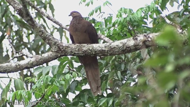 Brown Cuckoo-Dove - ML388147421