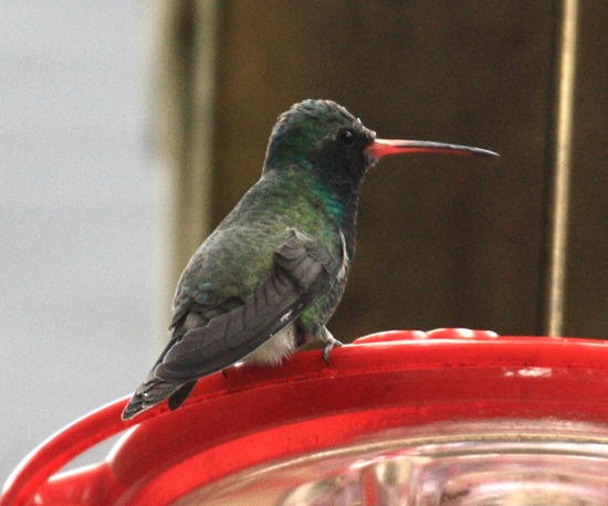 Colibrí Piquiancho Común - ML38814901