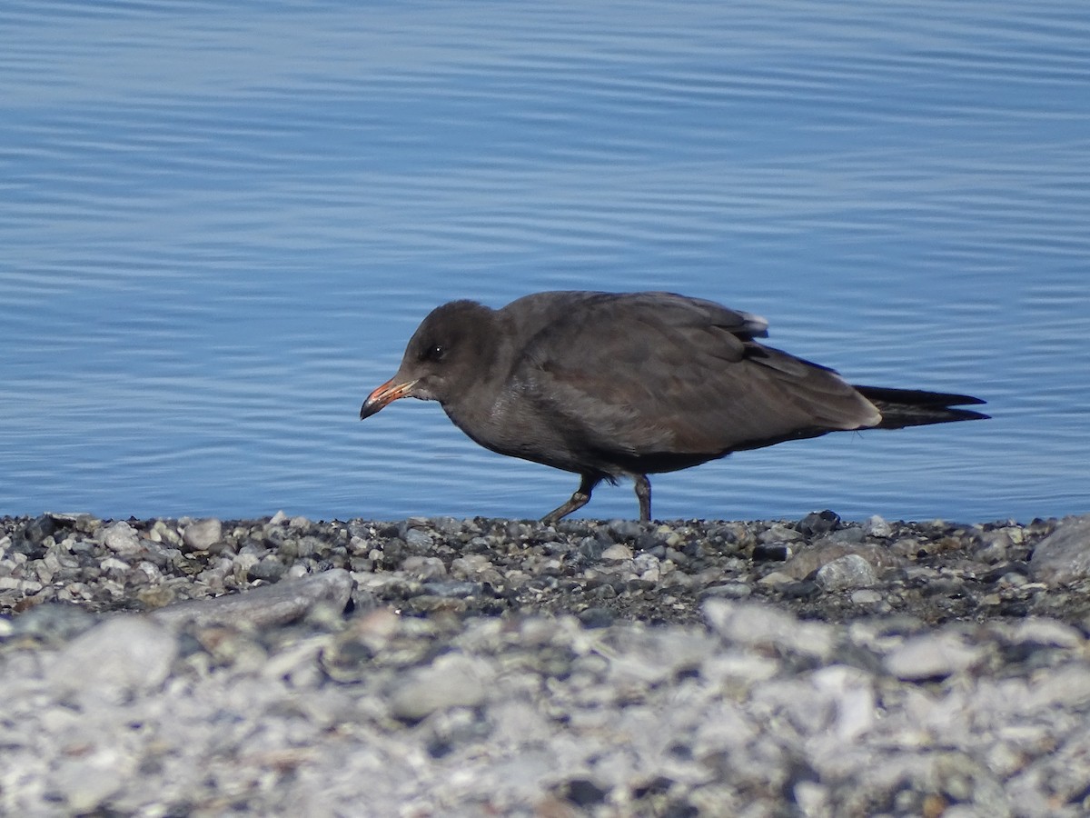 Heermann's Gull - Rosie Howard