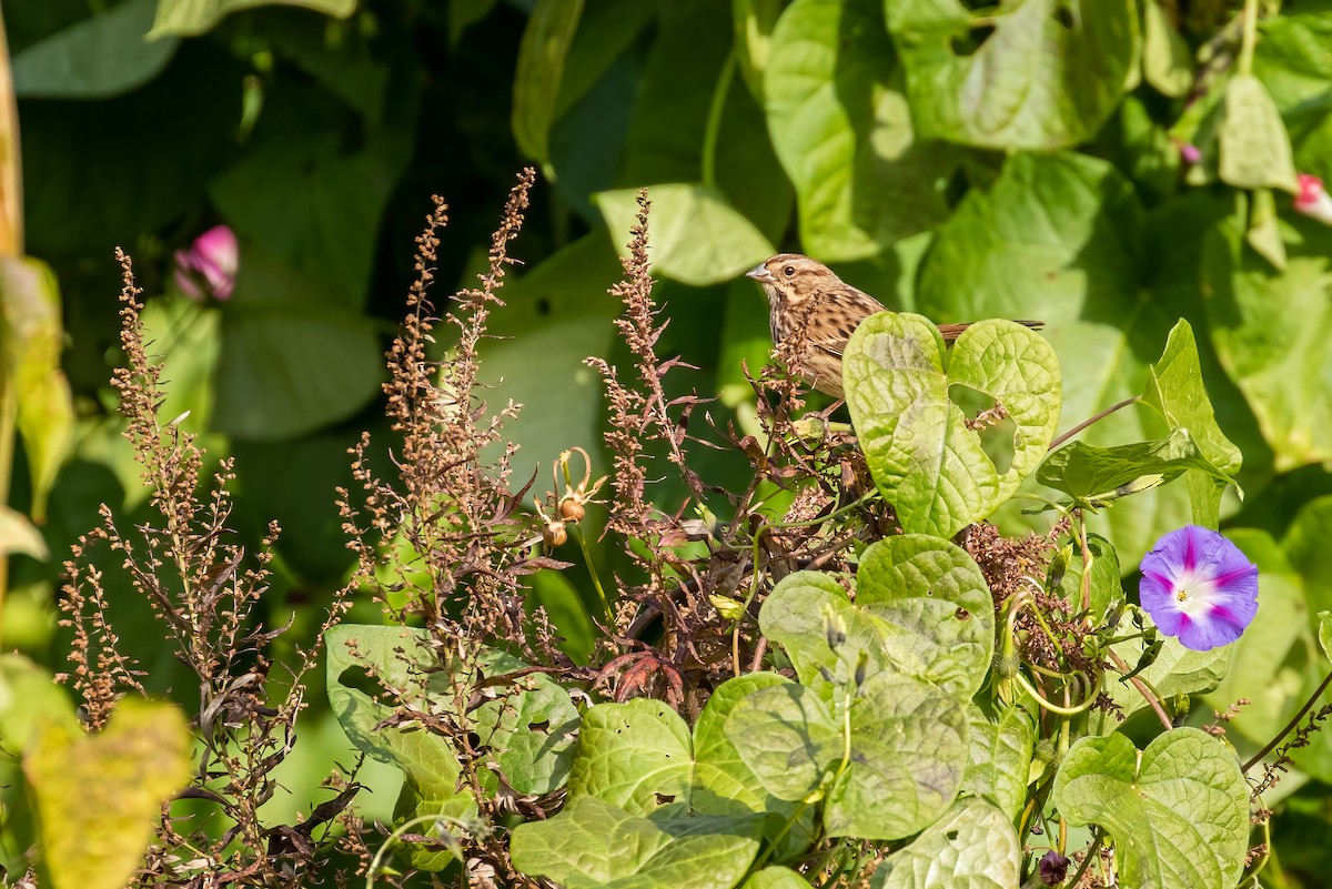 Song Sparrow - ML388149231