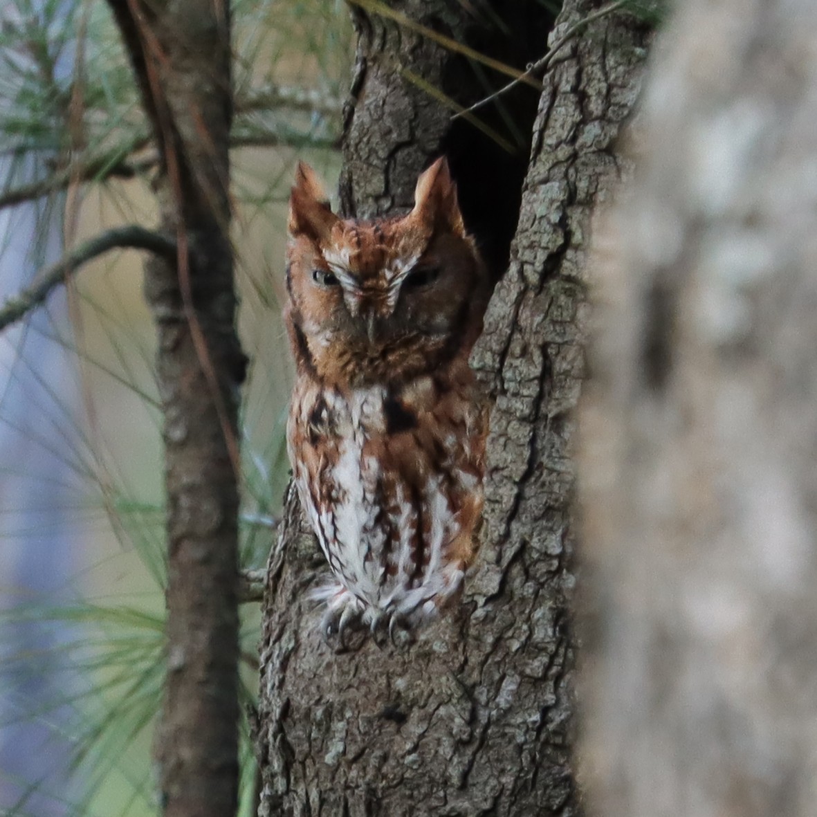 Eastern Screech-Owl - ML388150851