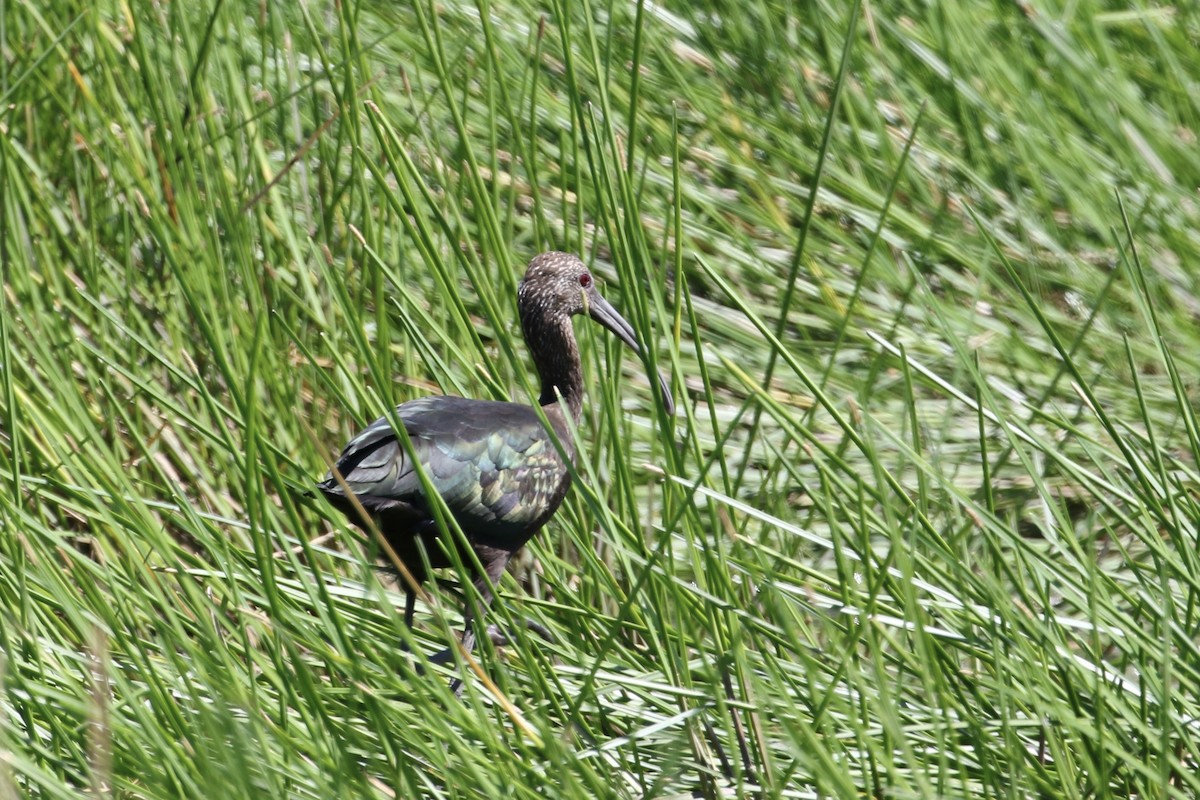 ibis americký - ML388152411