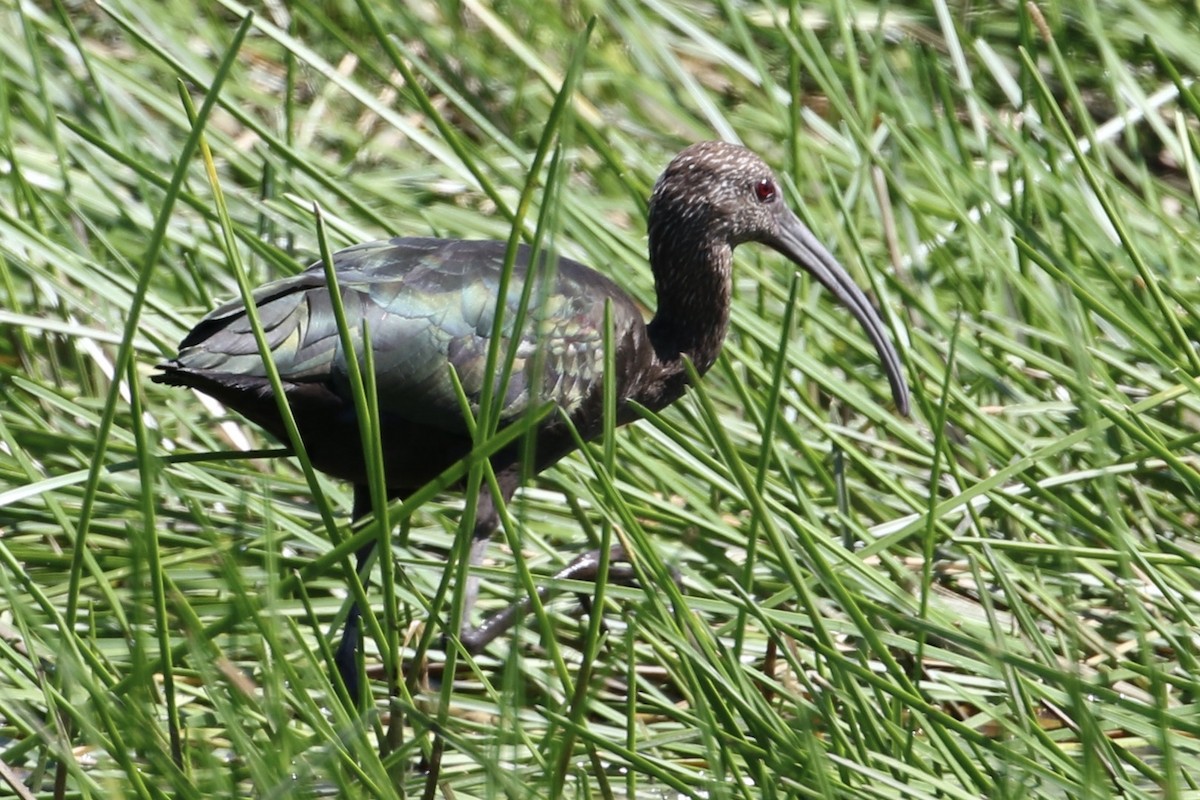 Ibis à face blanche - ML388152621