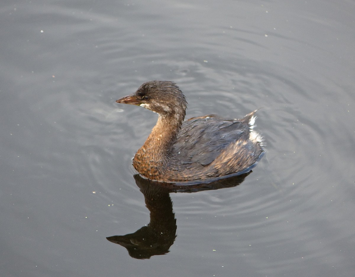 Pied-billed Grebe - Mike McGrenere