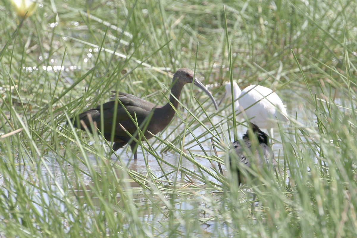 Ibis à face blanche - ML388153441