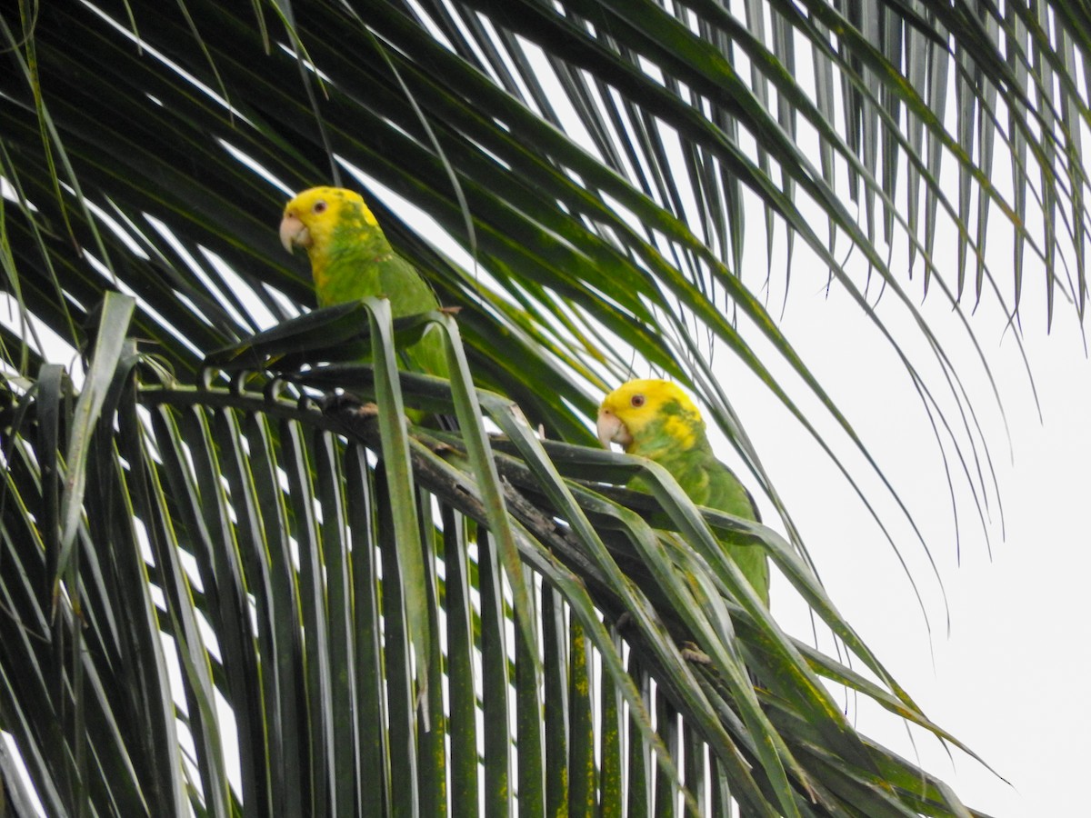 Yellow-headed Parrot - ML388153931