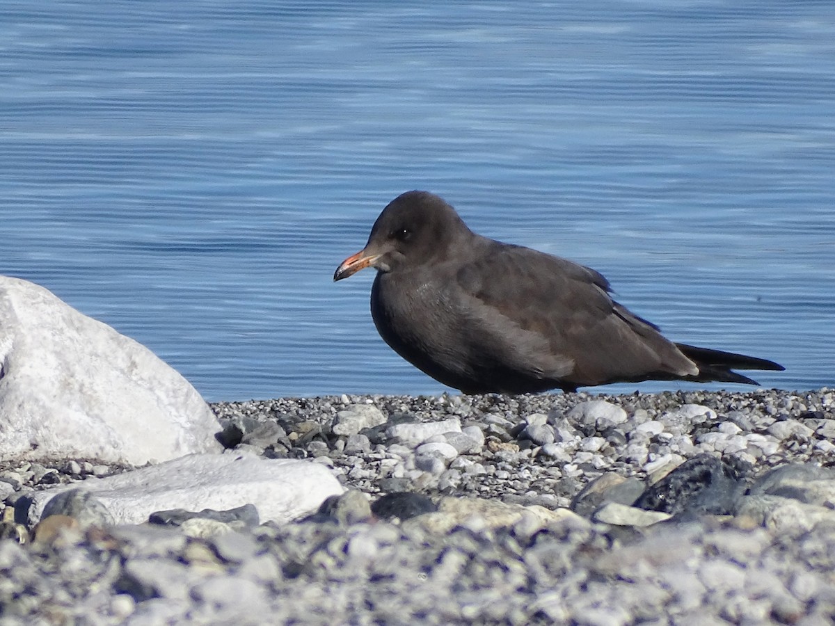 Heermann's Gull - ML388154581