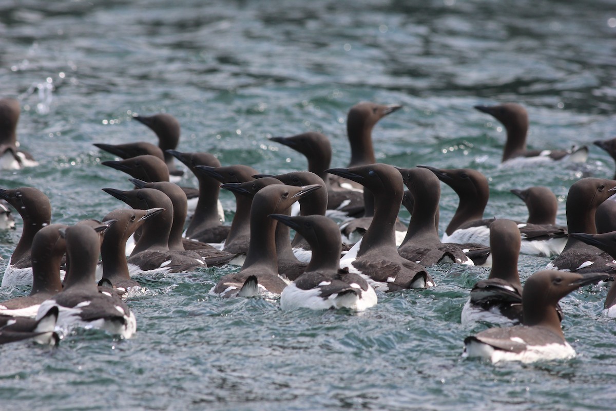 Common Murre - ML38815471