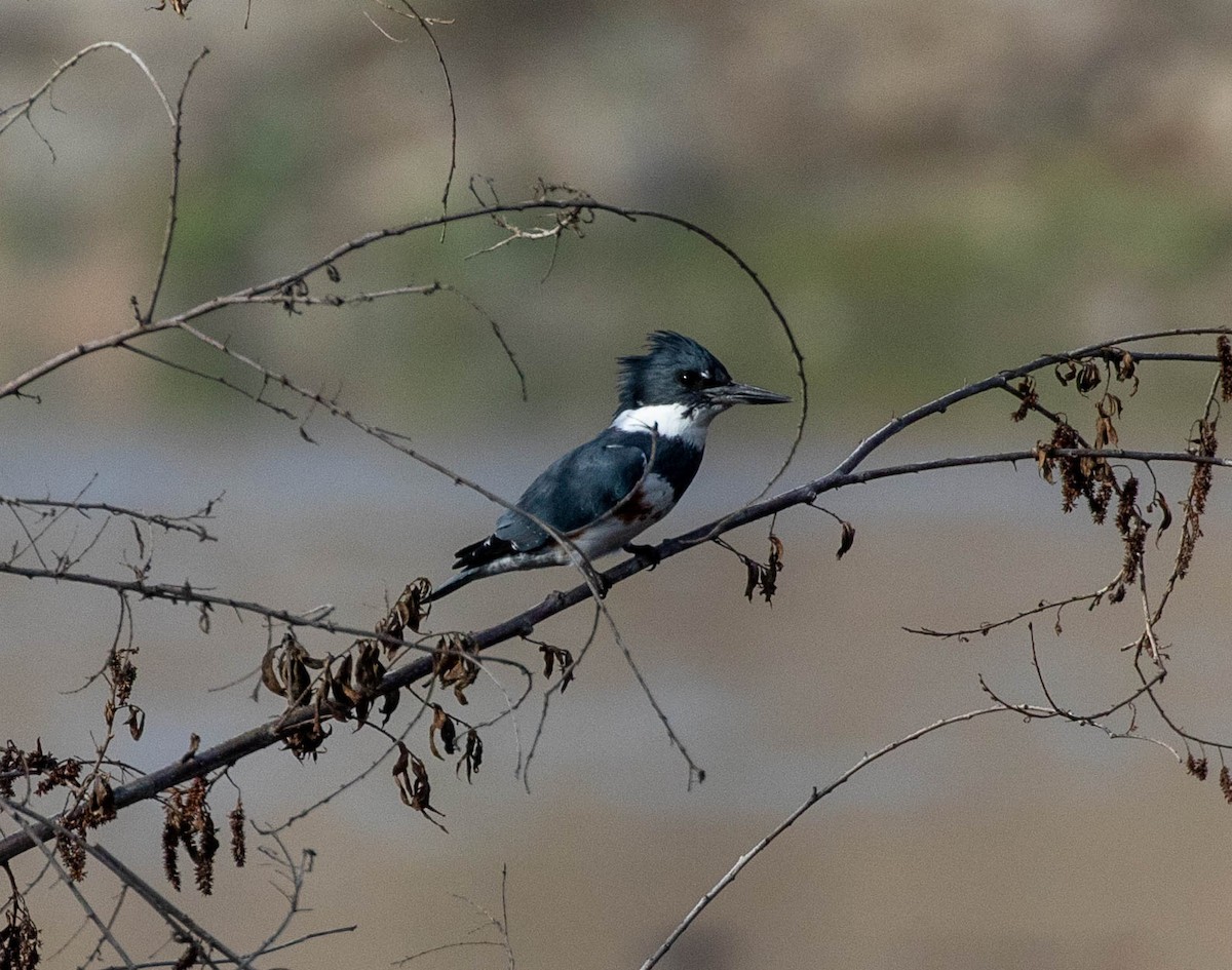 Belted Kingfisher - ML388154751