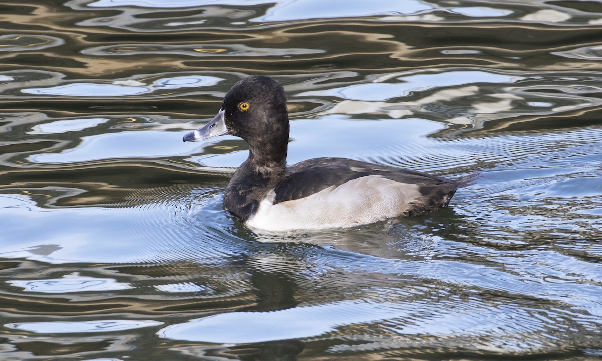 Ring-necked Duck - ML388154851