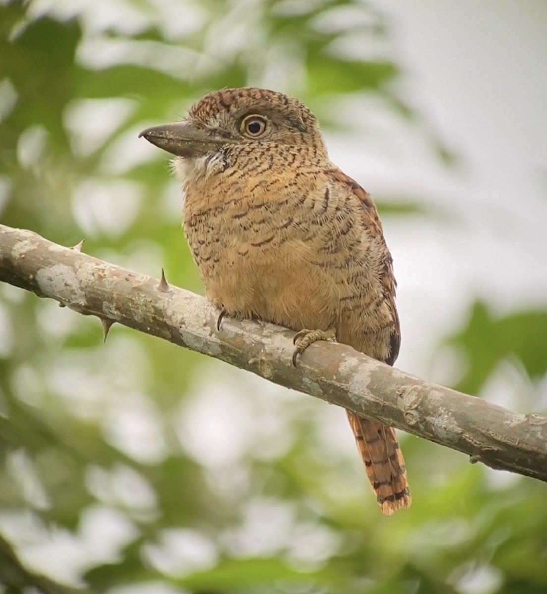 Barred Puffbird - ML388154951