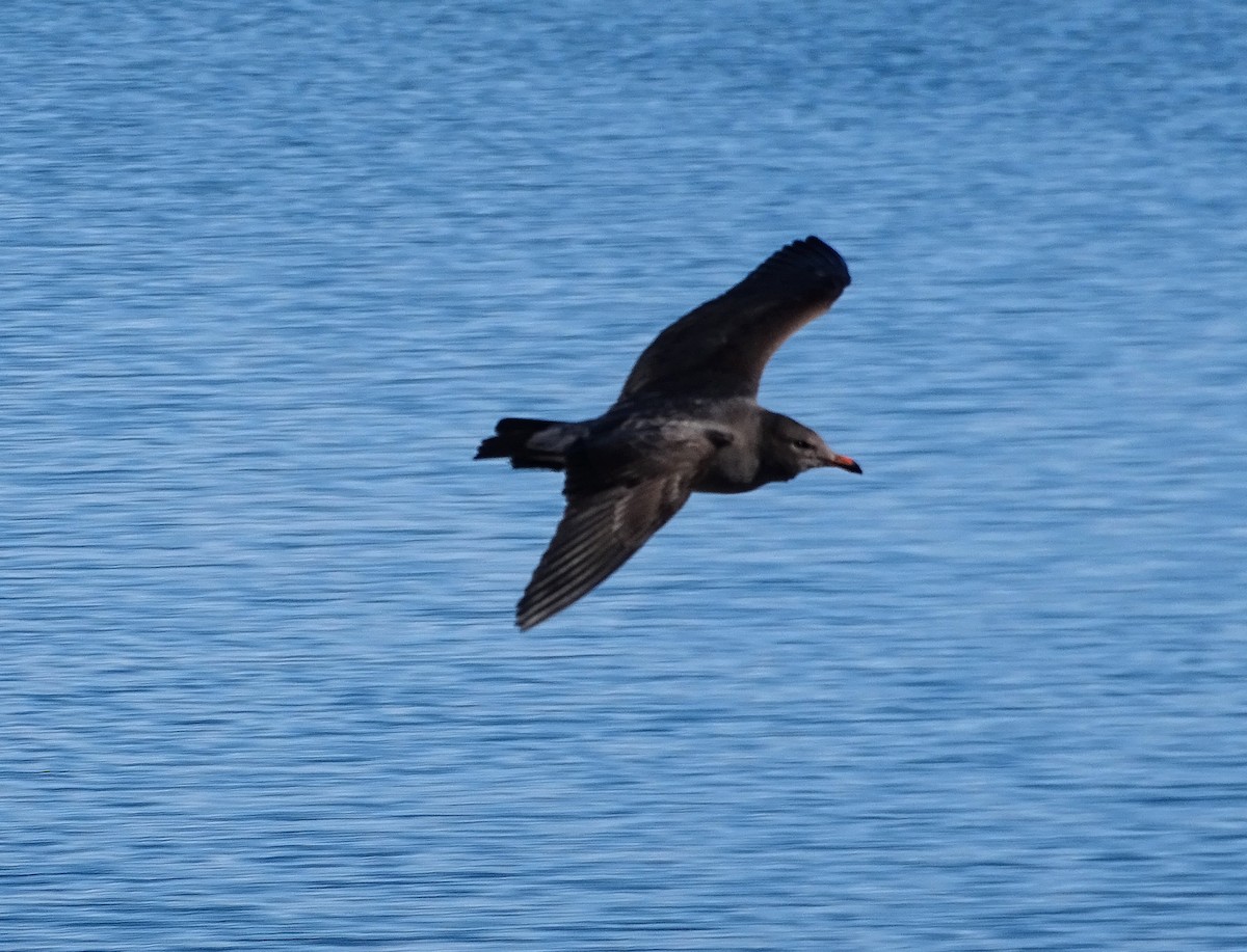 Heermann's Gull - ML388155011