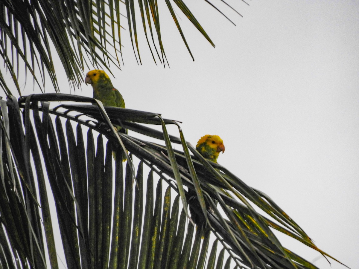 Yellow-headed Parrot - ML388156071