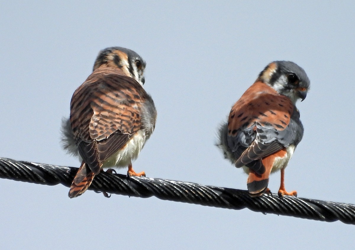 American Kestrel - Danilo Moreno