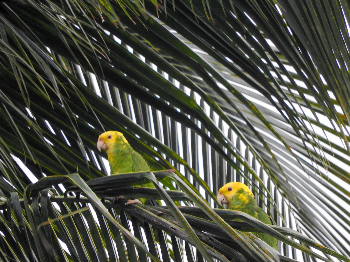 Yellow-headed Parrot - ML388156471
