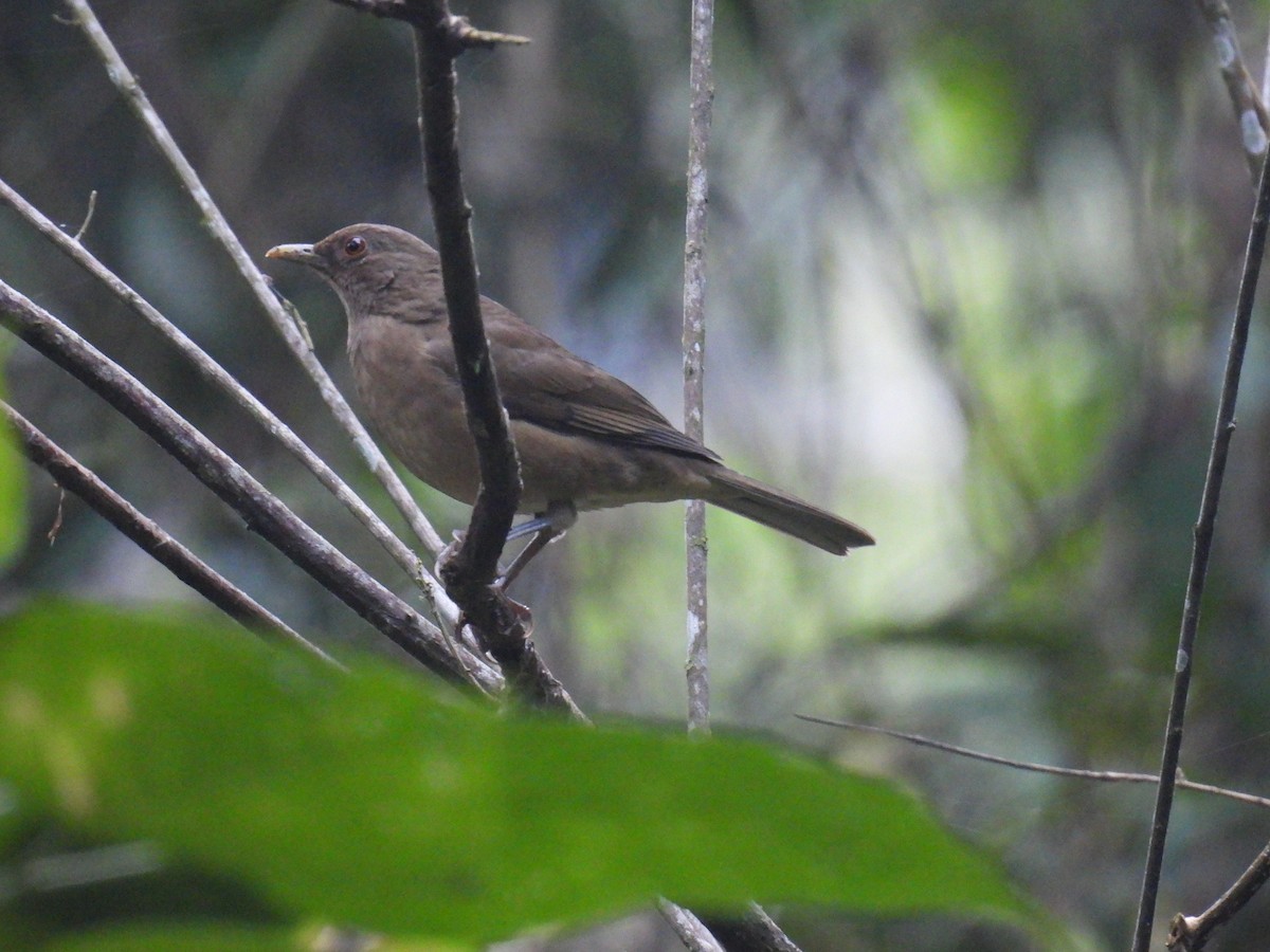 Pale-breasted Thrush - ML388156611