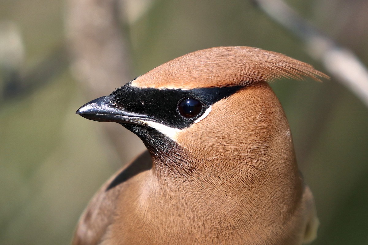 Cedar Waxwing - ML388156681