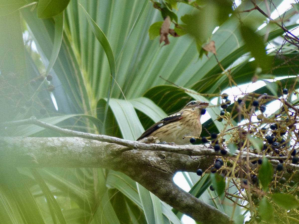 Rose-breasted Grosbeak - ML388156701