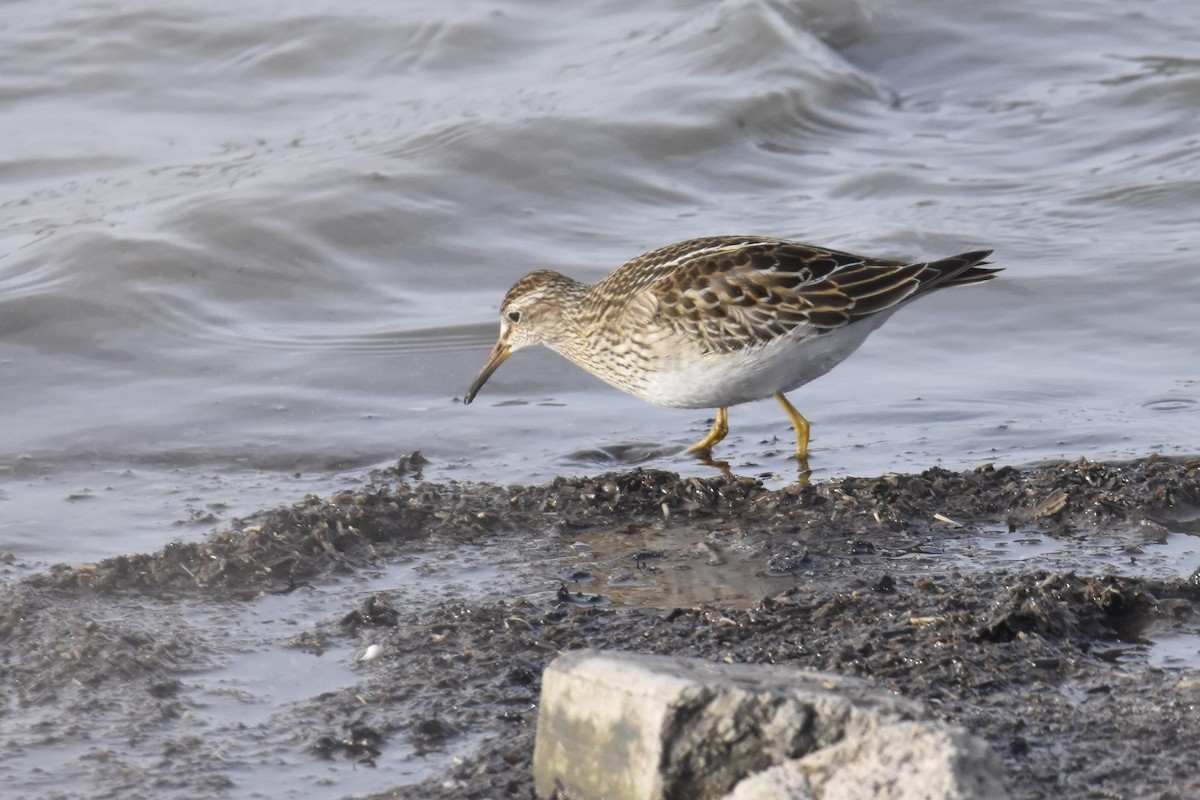 Graubrust-Strandläufer - ML388156741