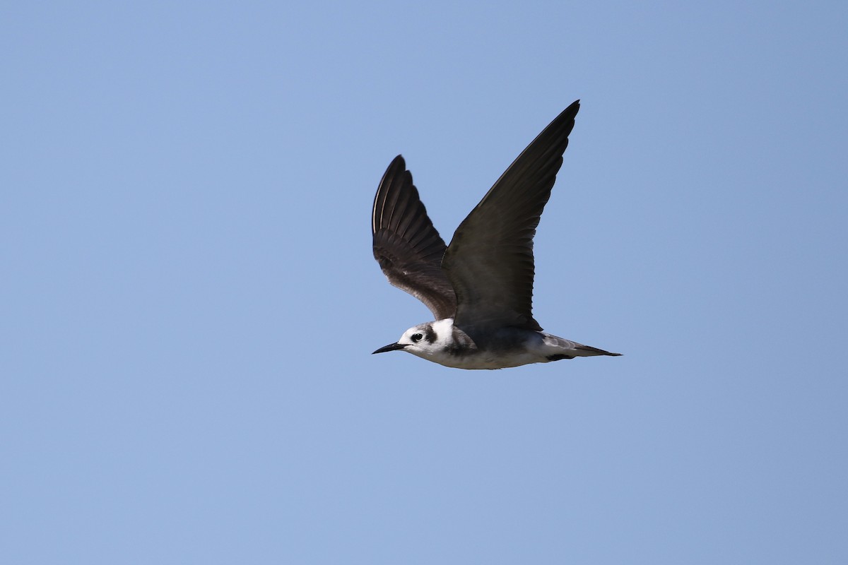 Black Tern - John van Dort