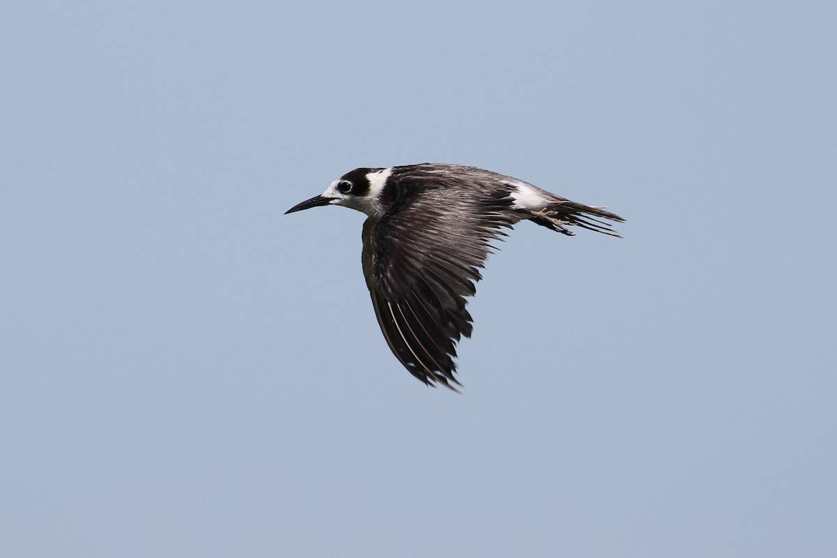 Black Tern - John van Dort