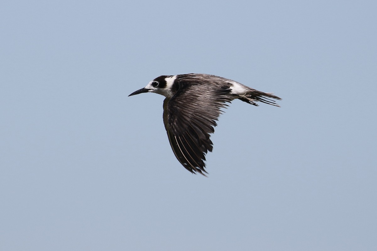 Black Tern - ML388157691