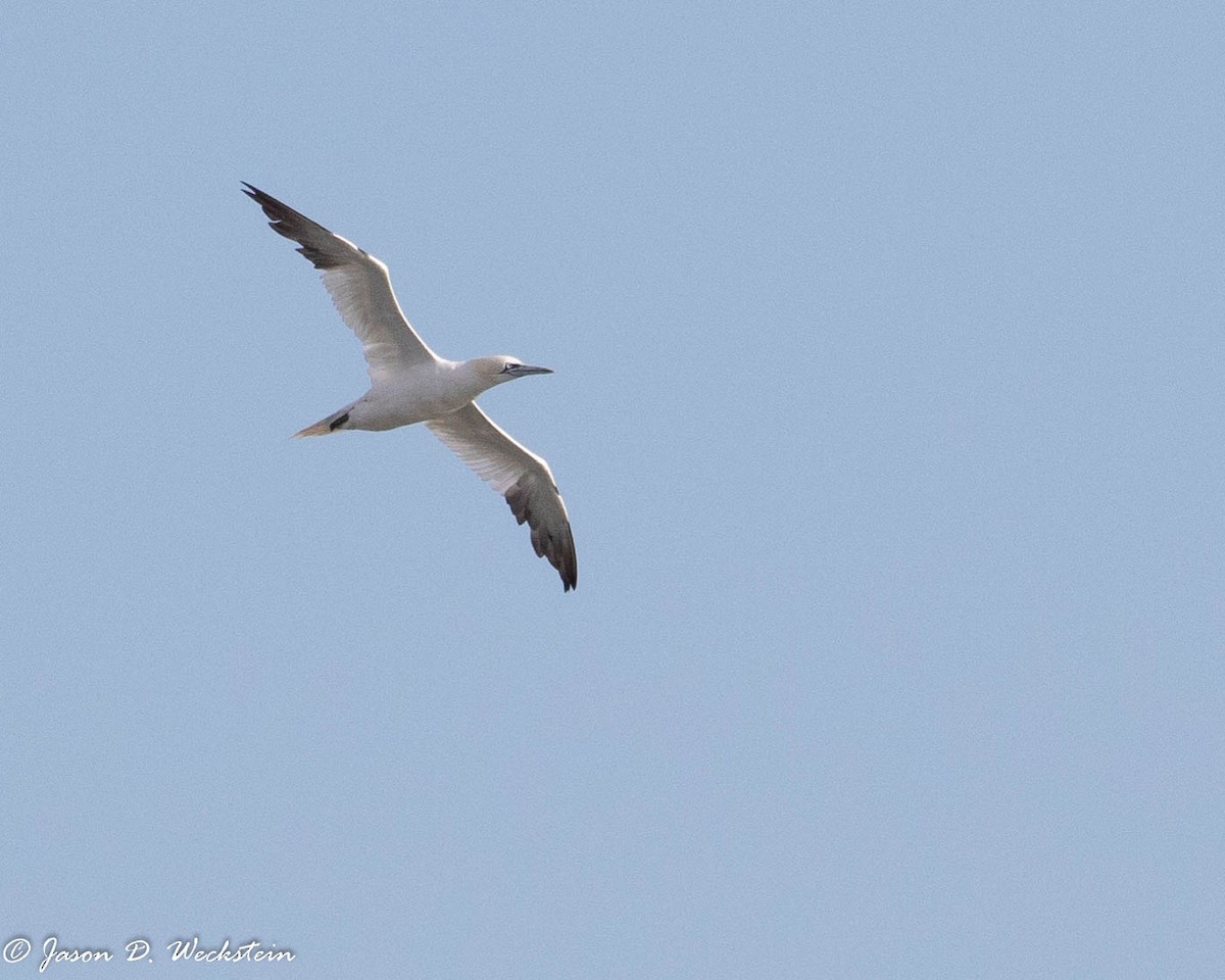 Northern Gannet - ML388157751