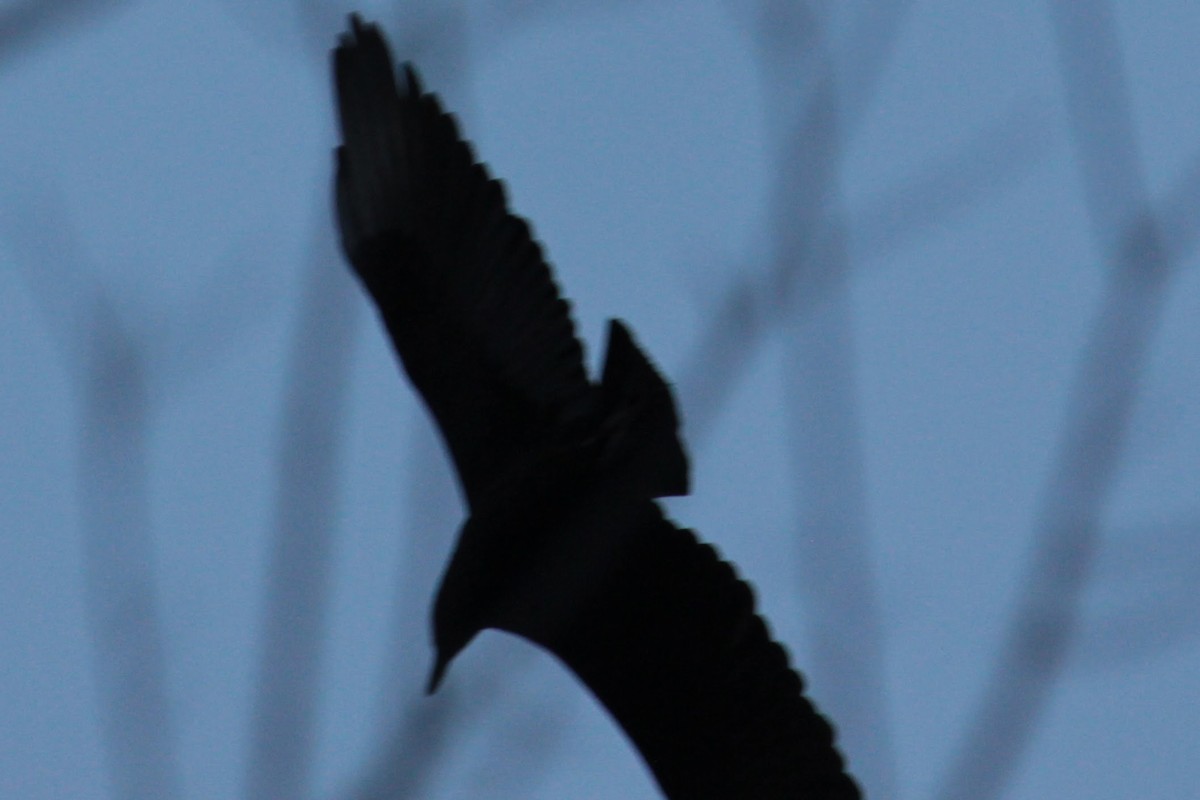 Black Vulture - ML388158131