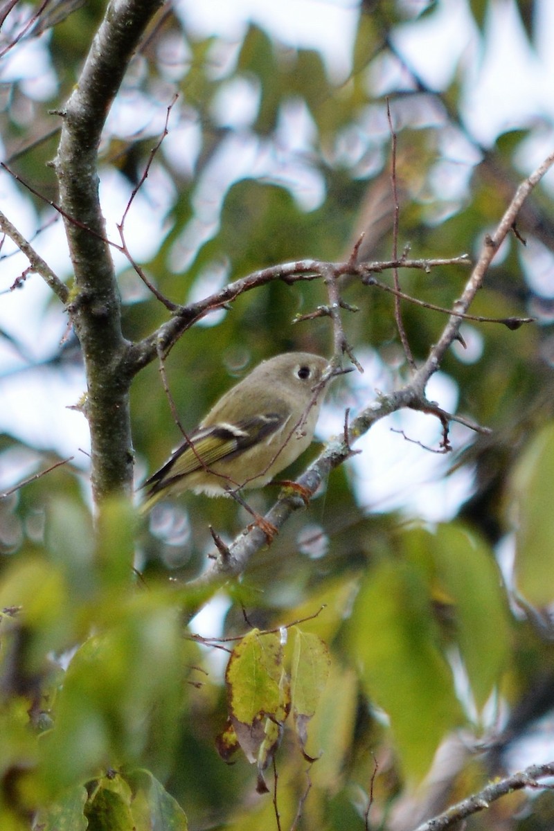 Ruby-crowned Kinglet - ML388159531