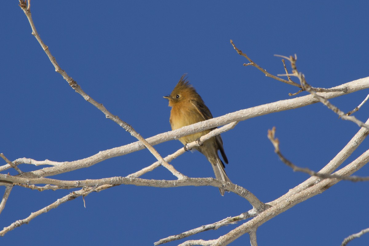 Tufted Flycatcher - ML38815961