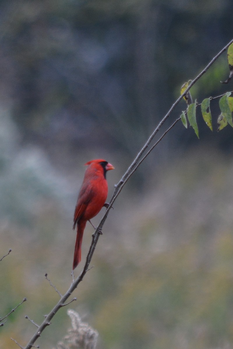 Cardenal Norteño - ML388159951