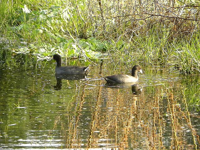 American Coot - ML38816001