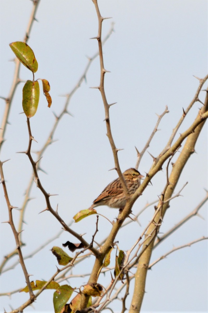 Savannah Sparrow - ML388160581