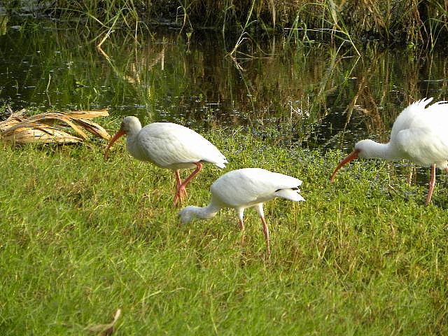 White Ibis - ML38816121