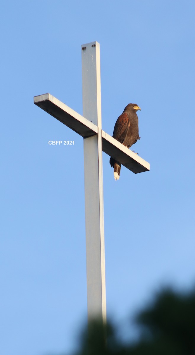 Harris's Hawk - ML388161281