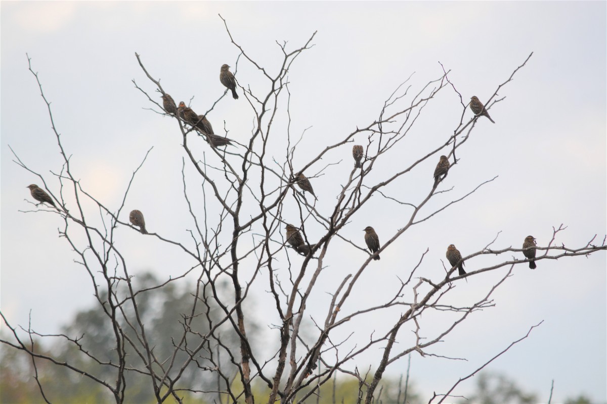 Red-winged Blackbird - ML388161461