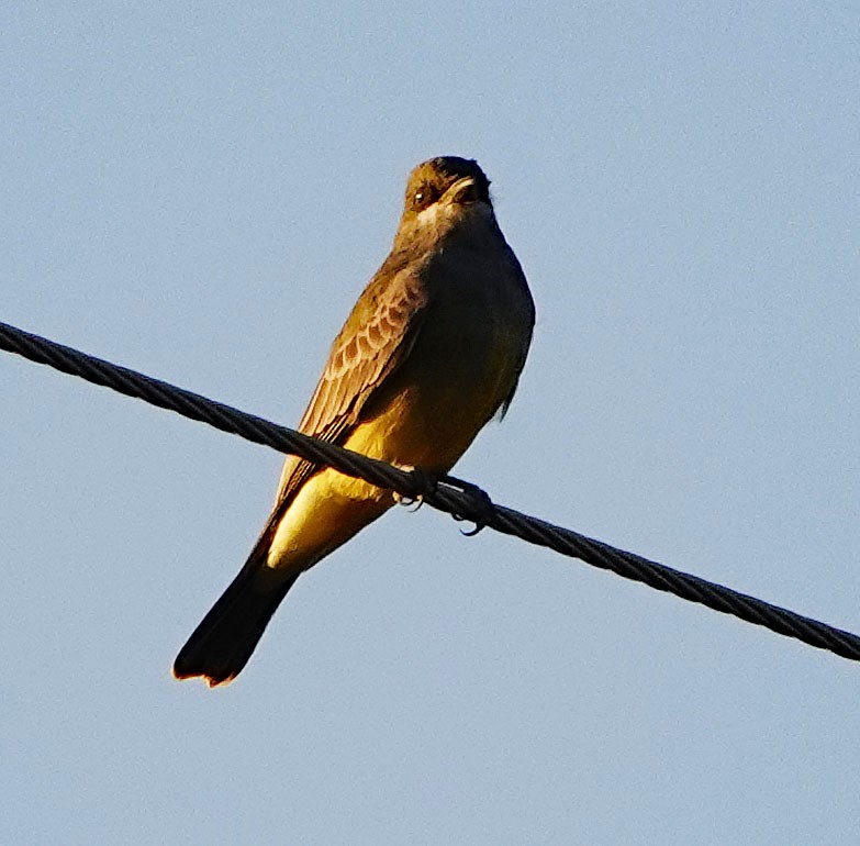 Cassin's Kingbird - ML388161891