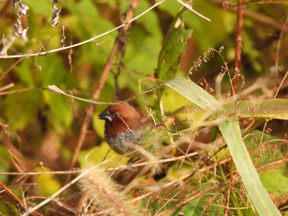 Lonchura sp. - ML388162091