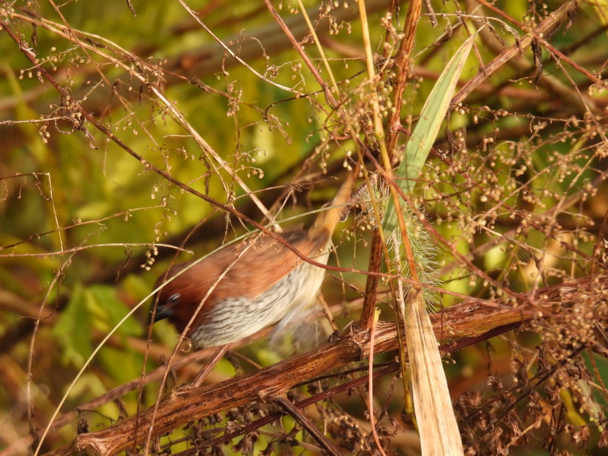 Lonchura sp. - ML388162101