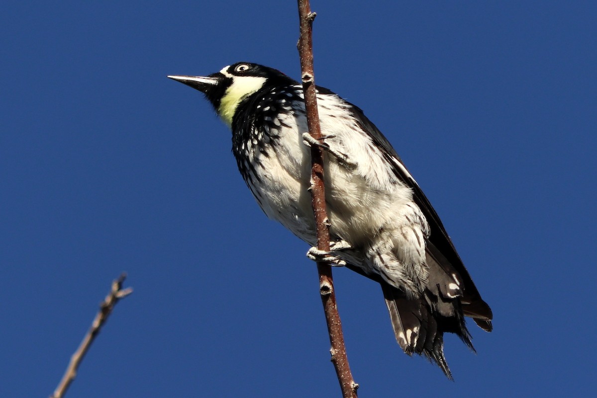 Acorn Woodpecker - ML388162171