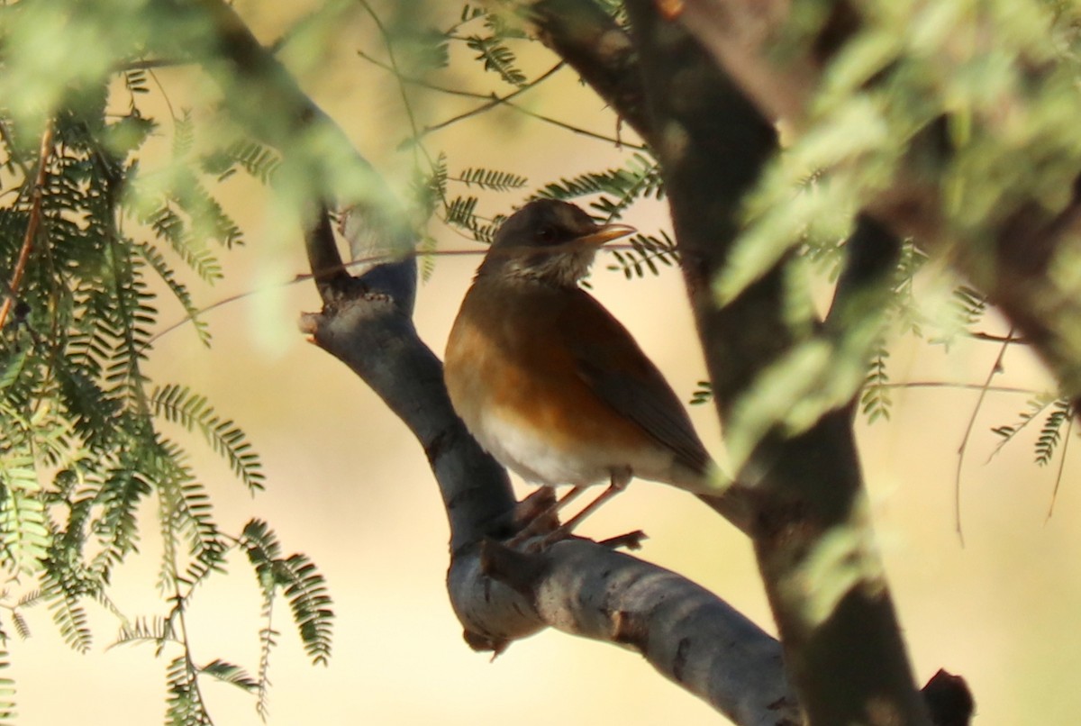 Rufous-backed Robin - ML388162181