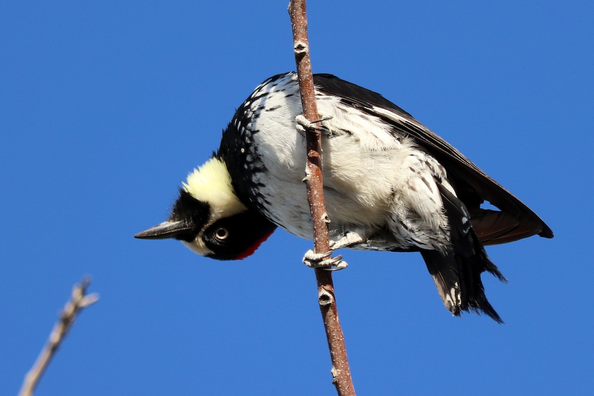 Acorn Woodpecker - ML388162191