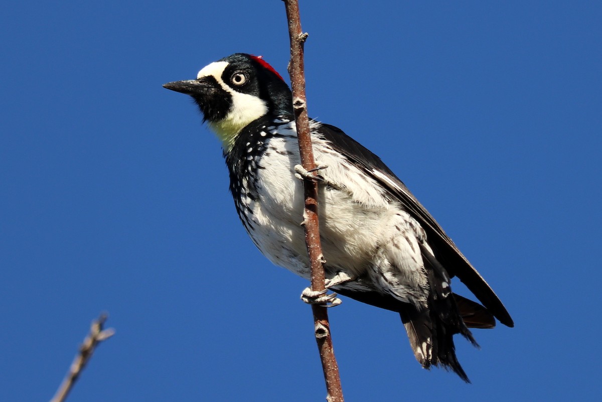 Acorn Woodpecker - ML388162221