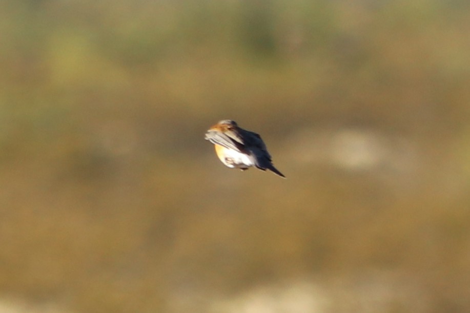 Rufous-backed Robin - Andrew Core